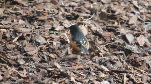 Eastern Towhee Flicking Mulch