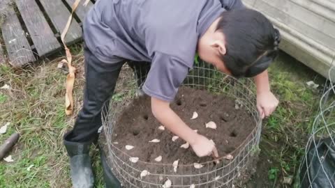 Raised bed garlic