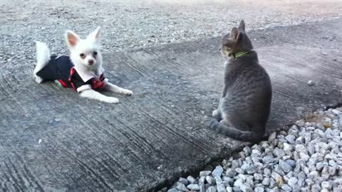 The Cutest dog!! (Fanny And.🙃cute.White Chihuahua playing with cat)Hd