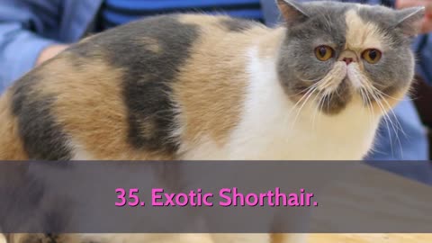 98 Cat Breeds in the world with Pictures!