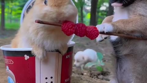 Cute pupy feeding his rabbit friend berries