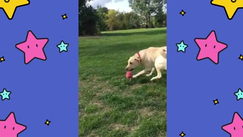 Fish Returns Ball to Dog