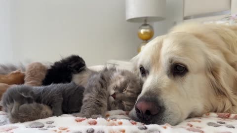 Golden Retriever Refuses to Leave Newborn Kittens Alone