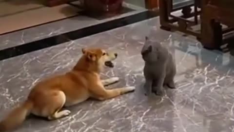 Funny Video Cats and Dogs