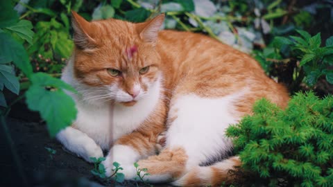 Lovely cheese cat sitting in a garden