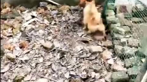 Chicken Vs dog fight with funny