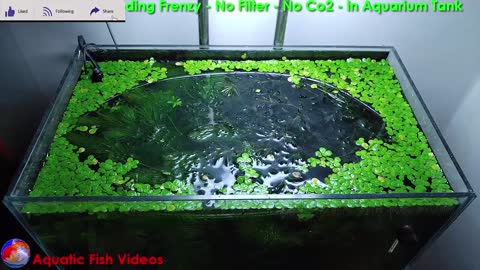 Cabbage Feeding Frenzy - No Filter - No Co2 - in Aquarium Tank