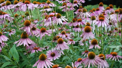 Equinácea ( Echinacea purpurea ) serve para gripes e resfriados