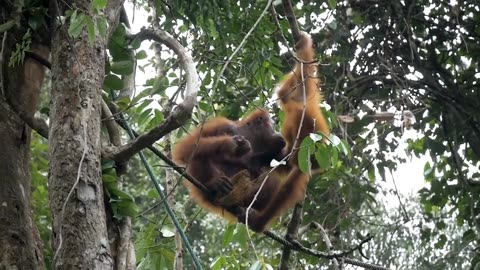 A good Monkey is sitting on a branch and eating food