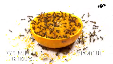 Ants vs Half Orange Timelapse