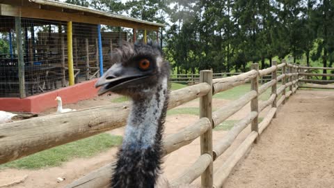 Close-up of a sociable little ostrich. High accuracy