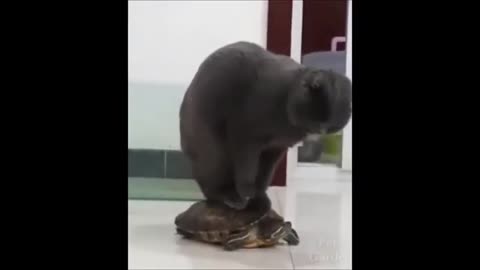 The cat is having a lot of fun, you must see in this video