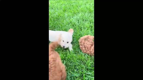 😂funny dog videos 2021😂 doctor dog baby with dog brother dog