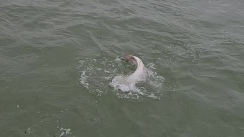 Redfish on!