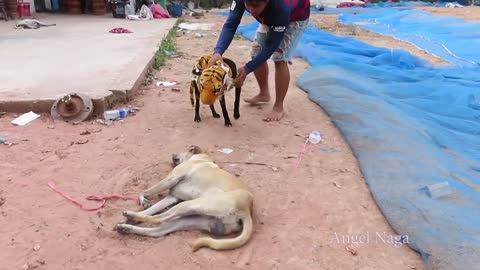 Fake tiger Dog Prank very funny