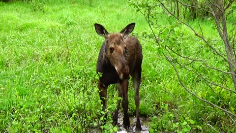 Mudhole Moose