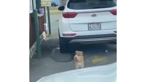 Dog waits in line for food with such patience