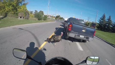 Aggressive Turkey Investigates Sports Bike