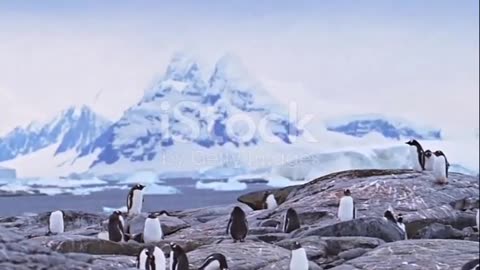 Penguins- Masters of the Southern Seas and Extreme Adaptation