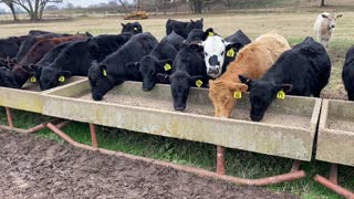 Feeding the steers