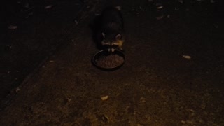 These are my raccoons ...eating cat food