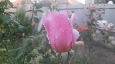 Pink rose after watering