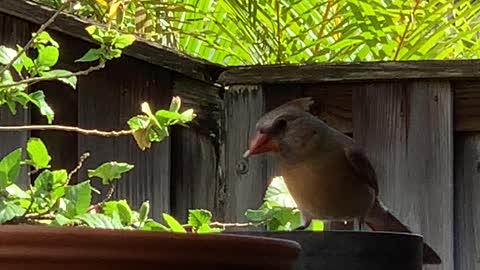 #Back Yard Birds Hawai’i Sister Cardinal