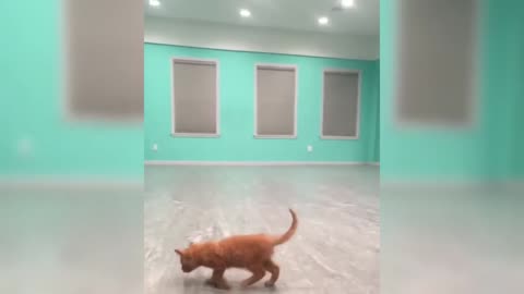 Funny cat video