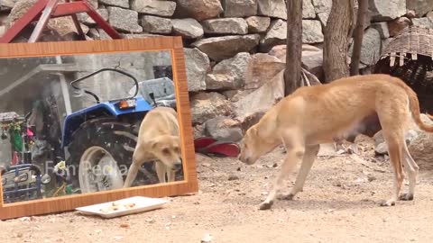 Mirror Prank For Dog Hilarious Reaction Try not to Laugh So Funny Prank Video 2021