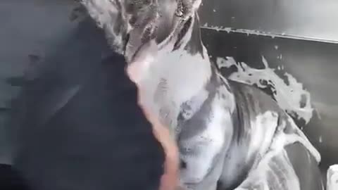 dog bathing