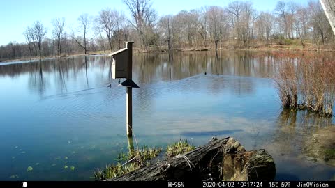 Hickory Creek - Meet the Wood Ducks; Fred, Wilma, Barney and Betty