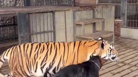 Tiger play with dog 🐅