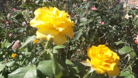 Last yellow roses of this season