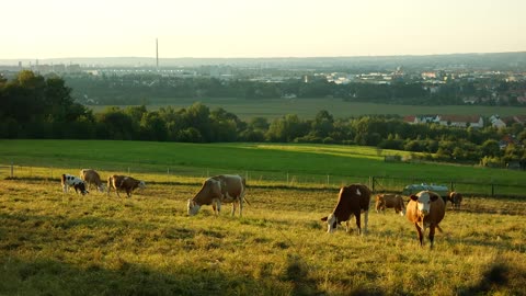 cow pasture agriculture