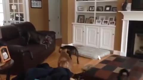 Dog playing lava in a living room