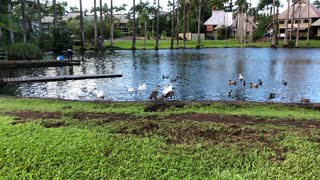 Hawaiian Nene Geese snd ducks