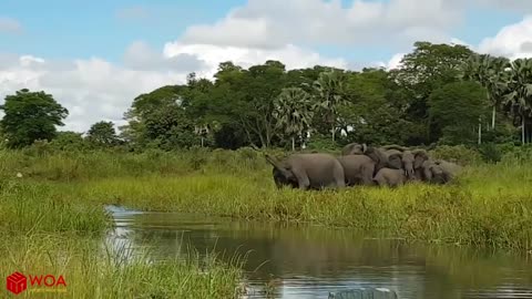 #WOAanimals Amazing Elephant Save Baby Elephant From Crocodile Hunting | Animals Hunting Fail ölgi