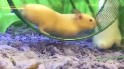 Hamster Gets Stuck In Running Wheel