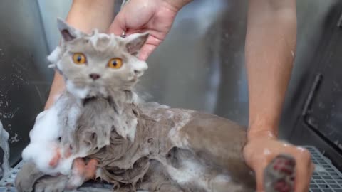 LOVELY CAT WITH ORANGE EYES- Bathing & Grooming