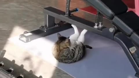 Cat's exercise