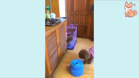 Cute dogs funny movement and Smart Dogs