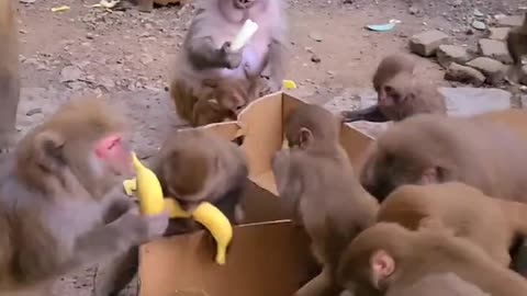 Feed bananas to the monkeys. It's fun for monkeys to eat