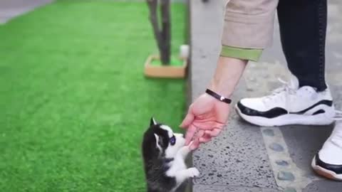 Micro Husky Puppy ''Real''' (Video used by scammers to sell lookalike toys!)