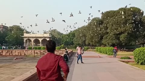 Man Walking VS Burd Flying