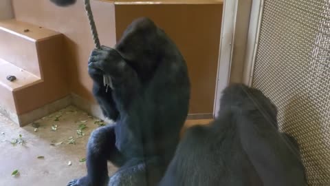 gorilla angry