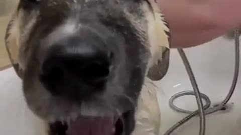 Drama Queen Puppy Takes a Bath