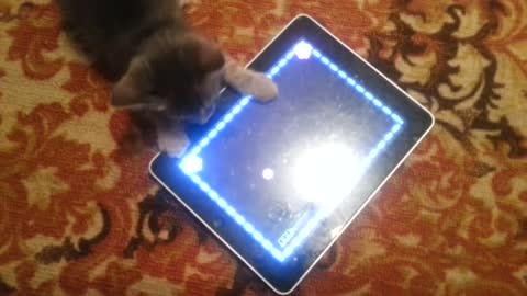 Kitten playing with iPad