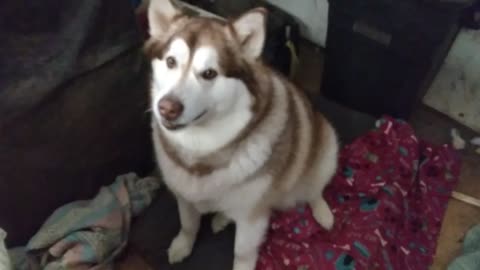 Malamute Avalanche says I love you