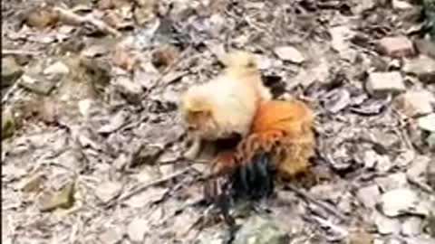 Chicken fight funny