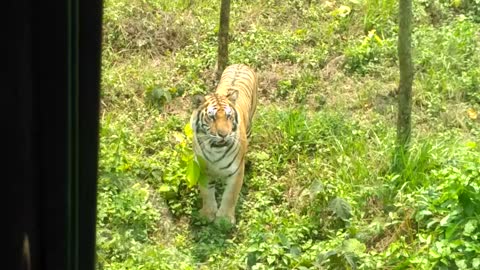 Taiger and me at Bonghobondhu Safari Park BD